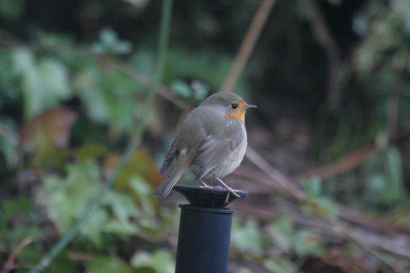 roodborst