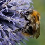 Roodgatje (Andrena haemorrhoa).