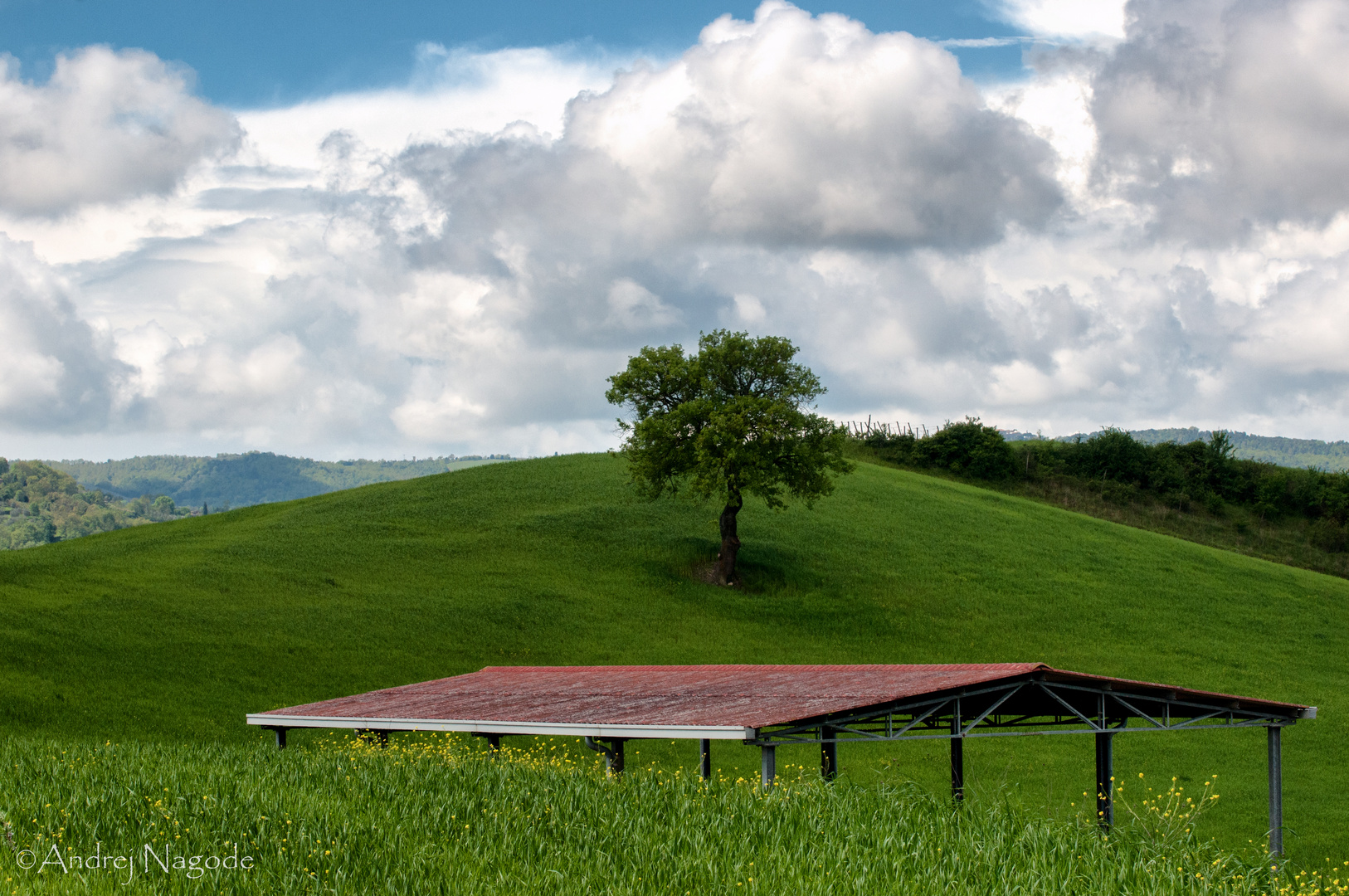 Roof and Tree