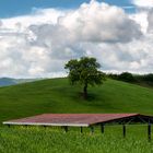 Roof and Tree