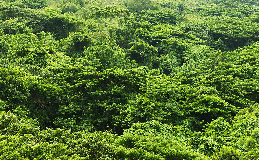 Roof of the jungle