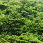 Roof of the jungle