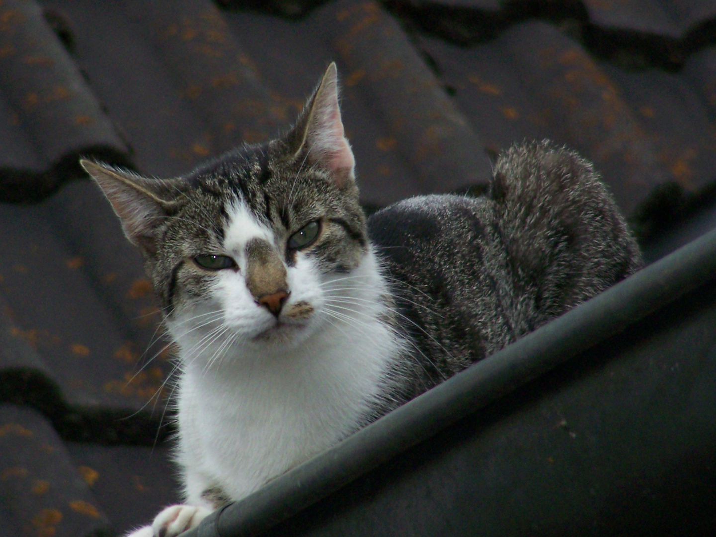 Roofcat