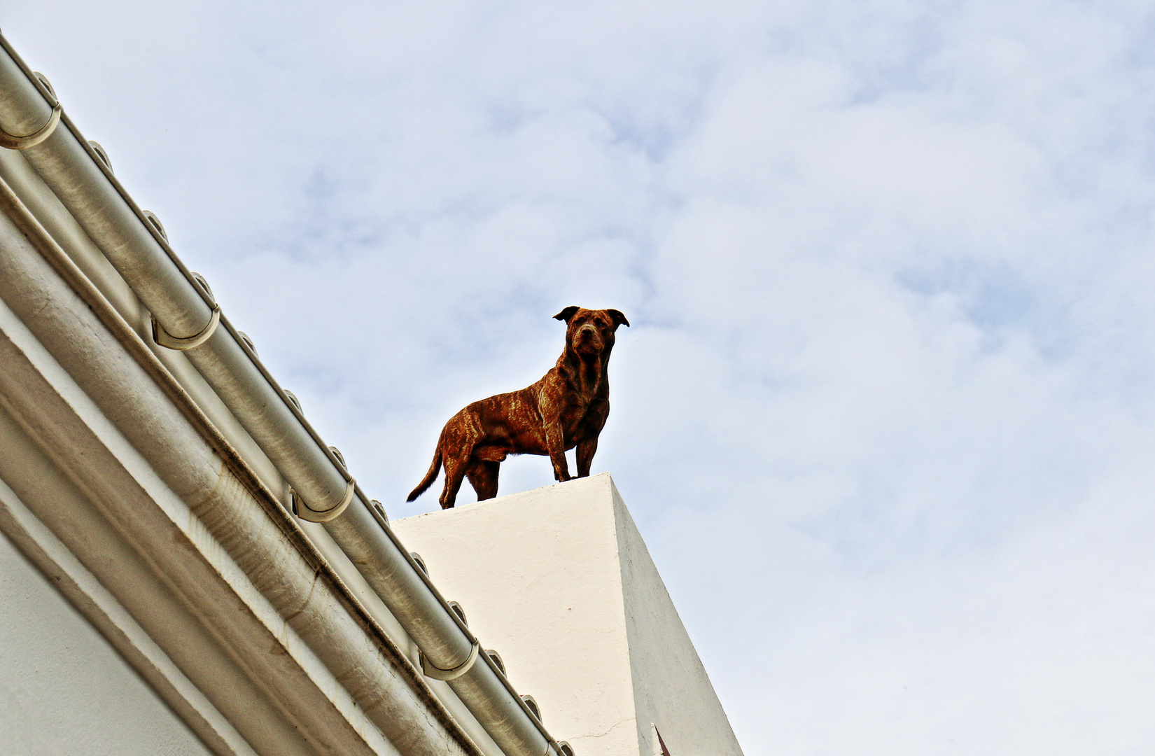 roofdog