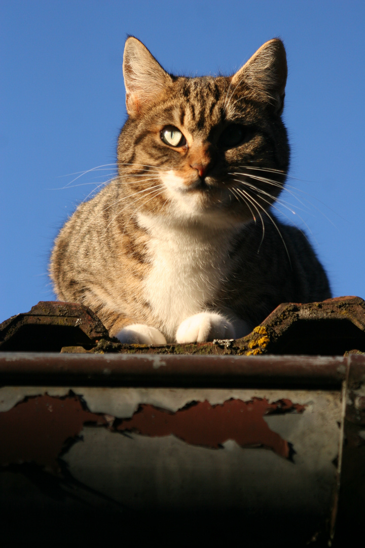 Rooftop View