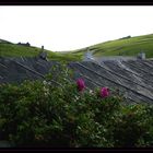 rooftops