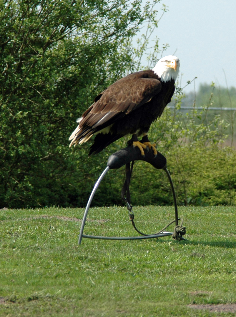 Roofvogelschow