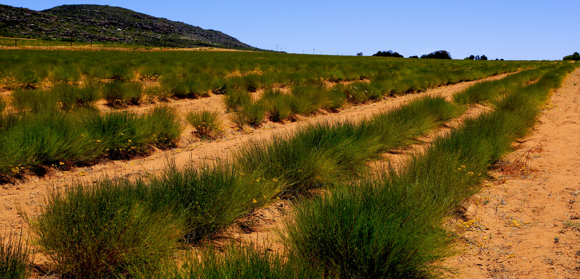 rooibos land