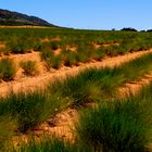 rooibos land