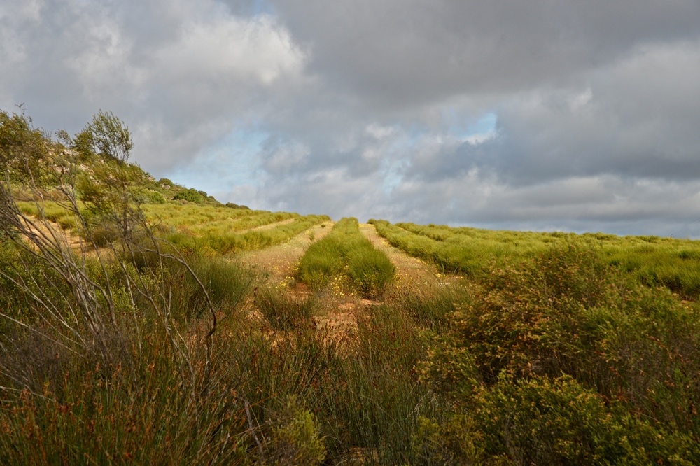 Rooibos Tee Anbau