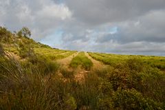 Rooibos Tee Anbau