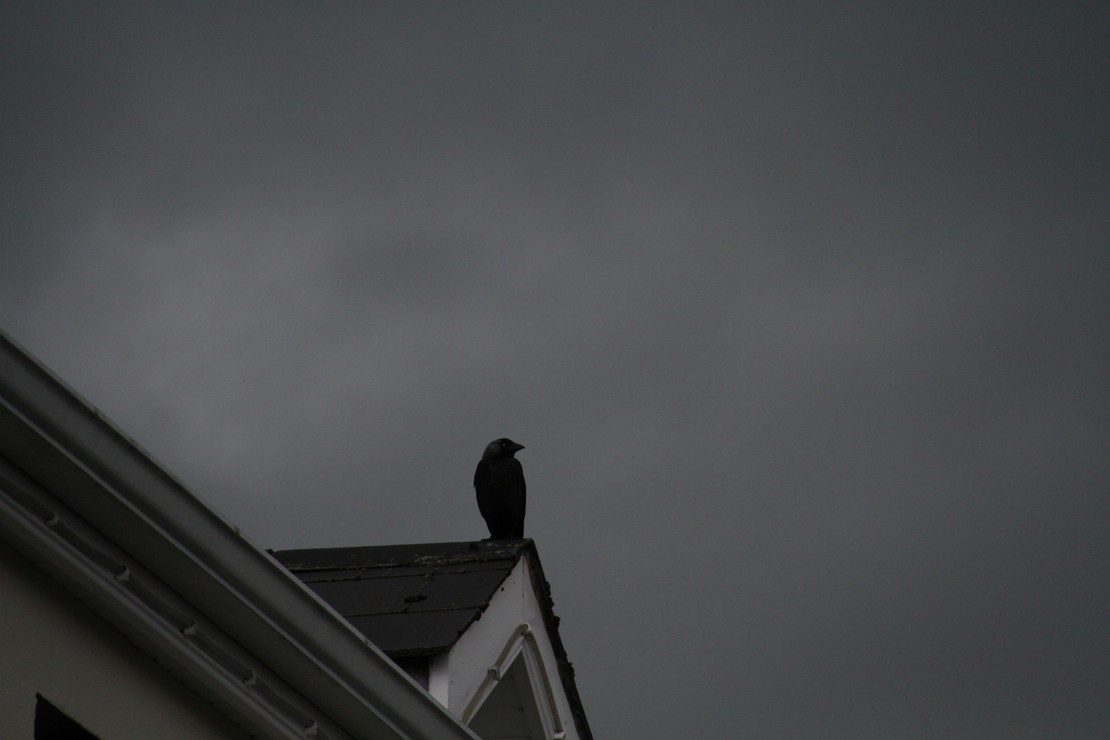 Rook on a roof