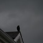 Rook on a roof