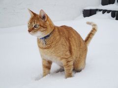 Rookie the snowcat