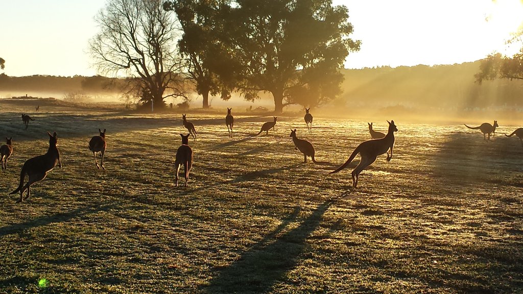 Roos galore