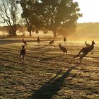 Roos galore