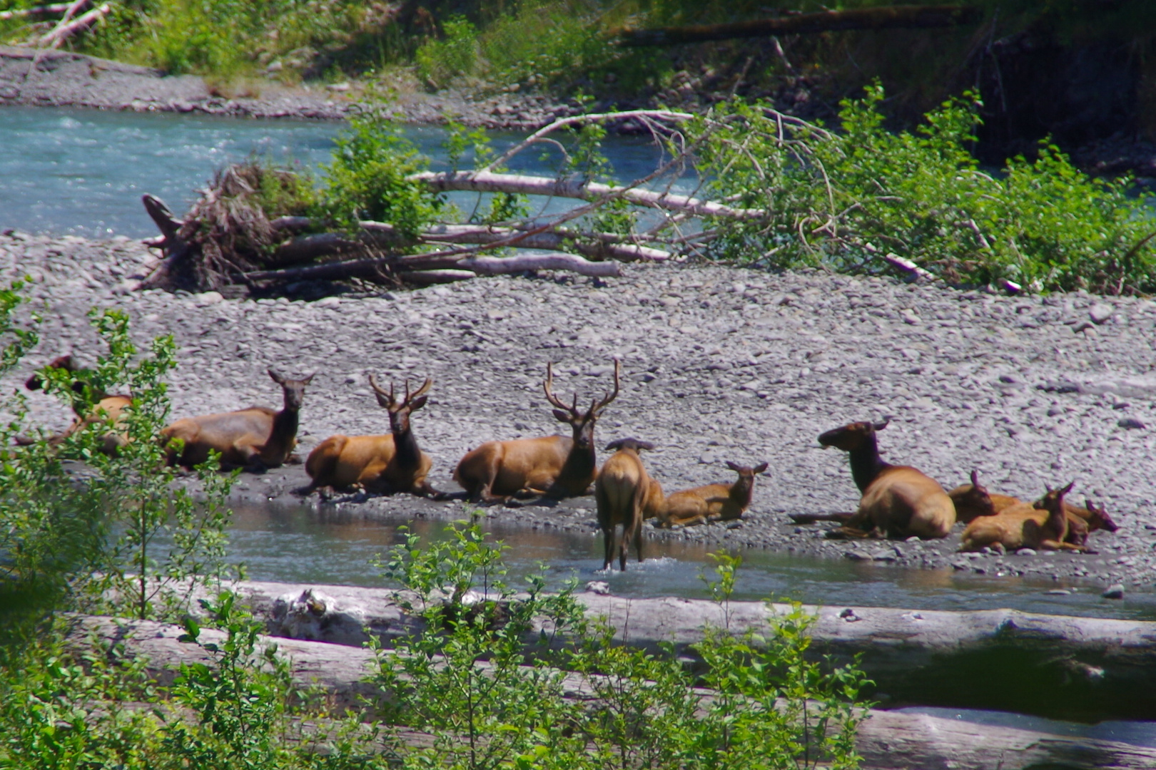 Roosevelt Elks Mount Rainier National Park