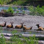 Roosevelt Elks Mount Rainier National Park