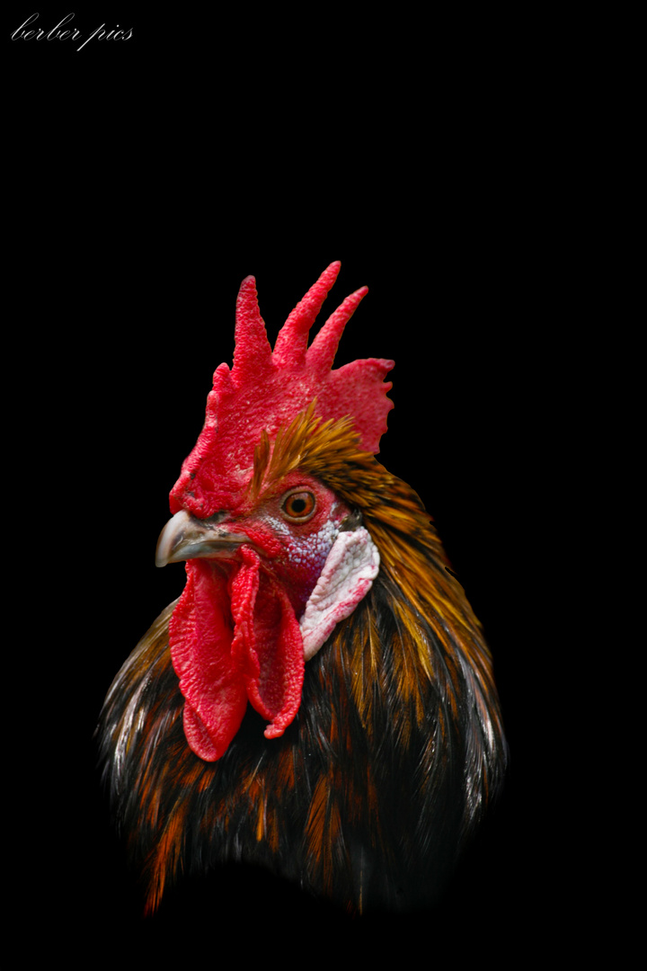 RoosteR