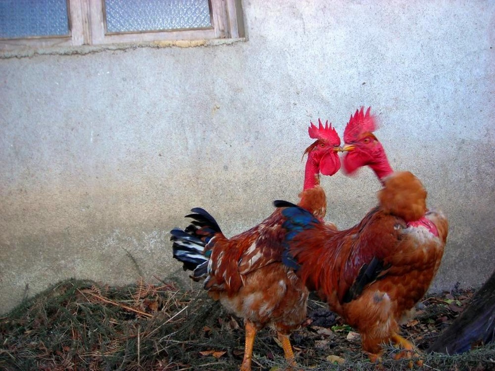 roosters' dance