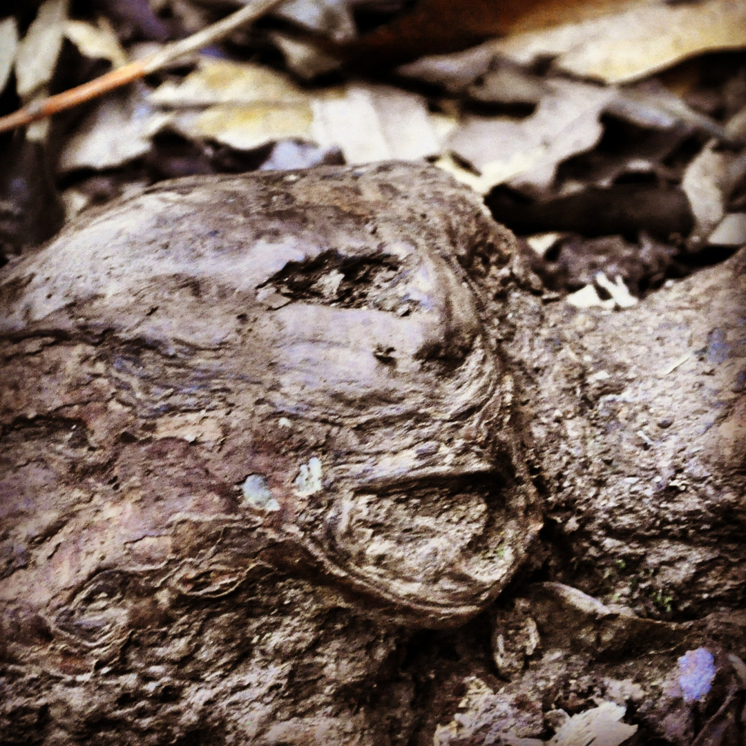 Root-Face