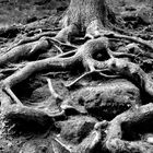 Roots