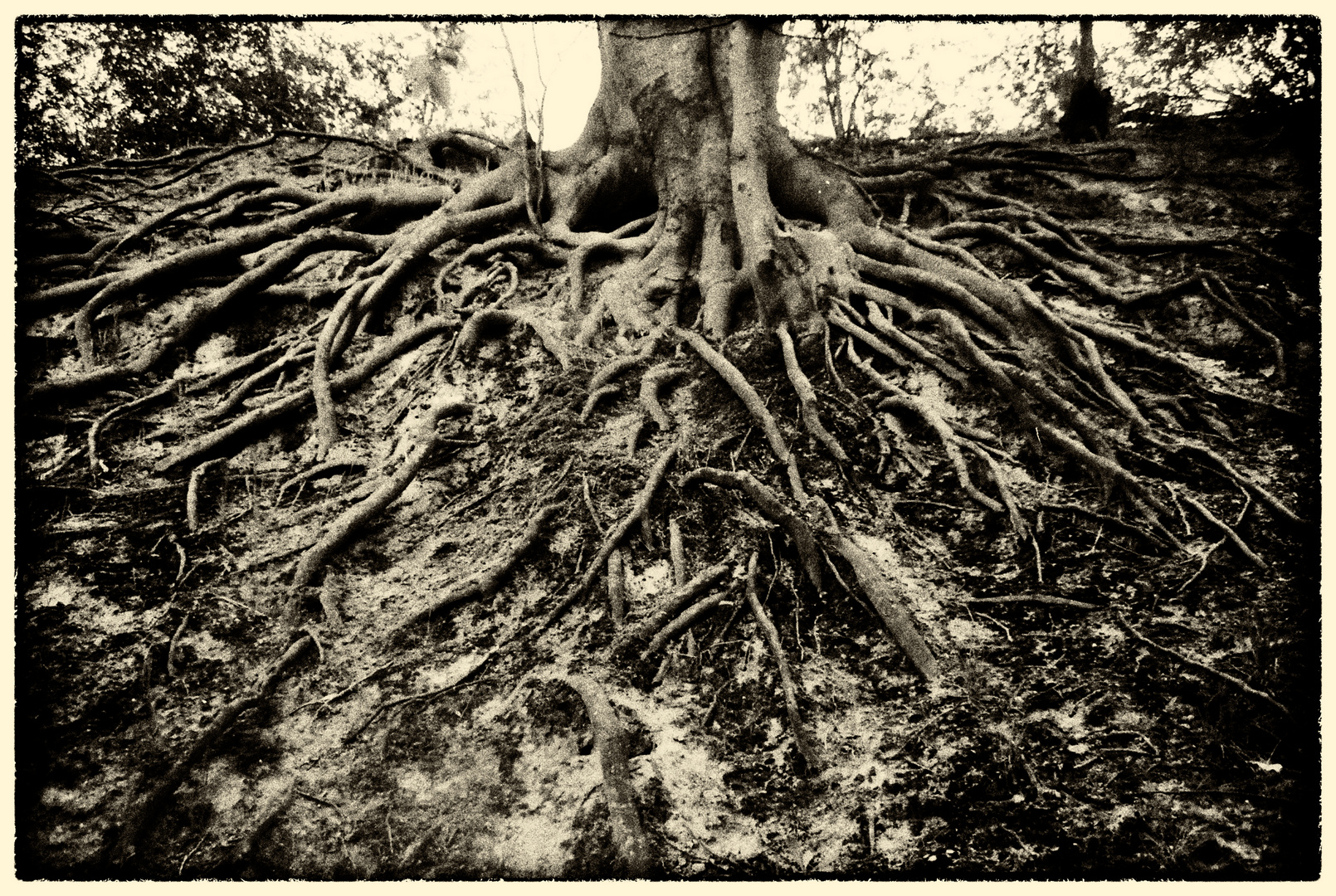 roots