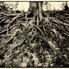 roots