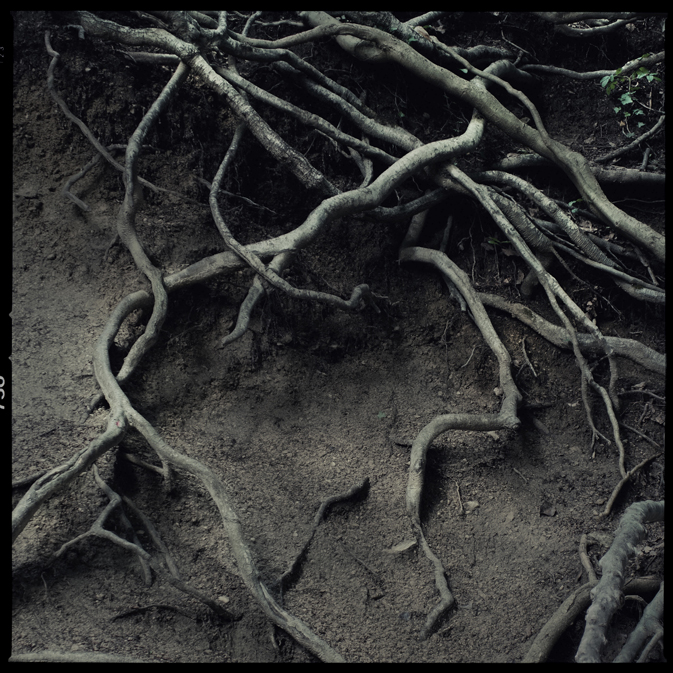 roots