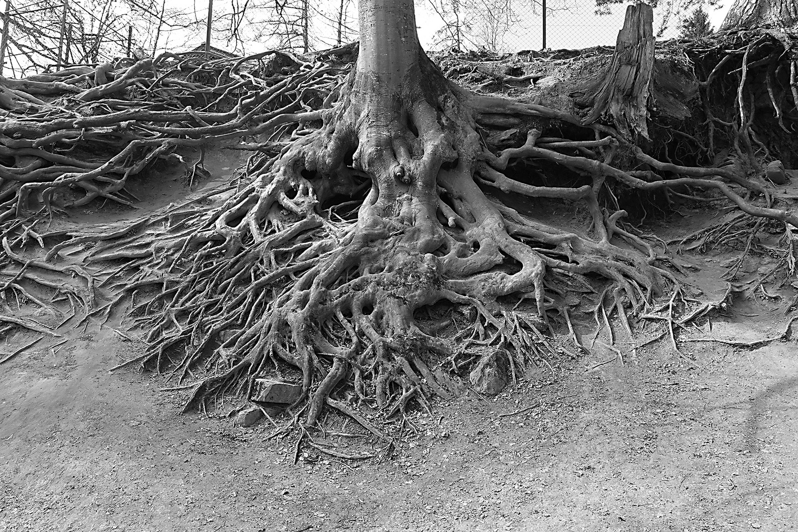 Roots