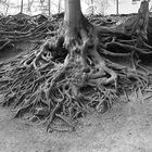 Roots