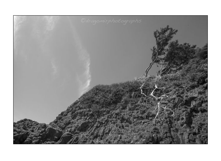 Roots And Sky 