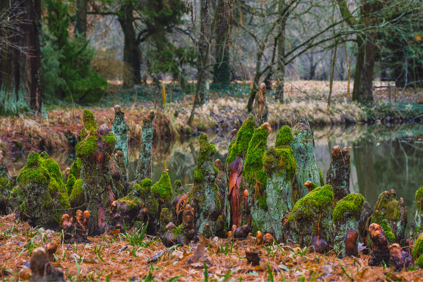 Roots - Bald Cypress