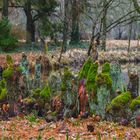 Roots - Bald Cypress