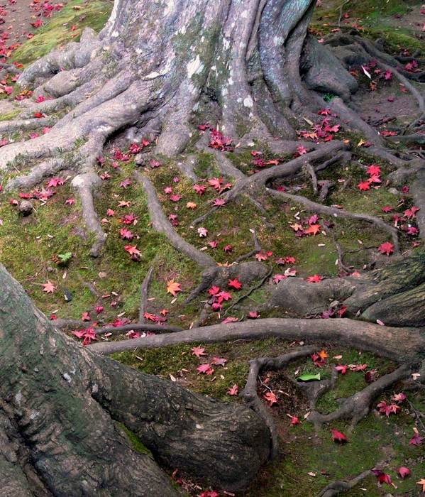 Roots