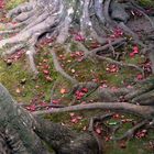 Roots