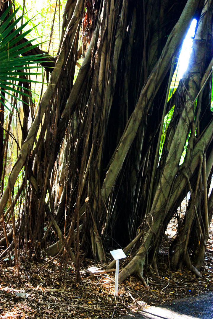 Roots (Ficus benjamina)