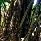 Roots (Ficus benjamina)