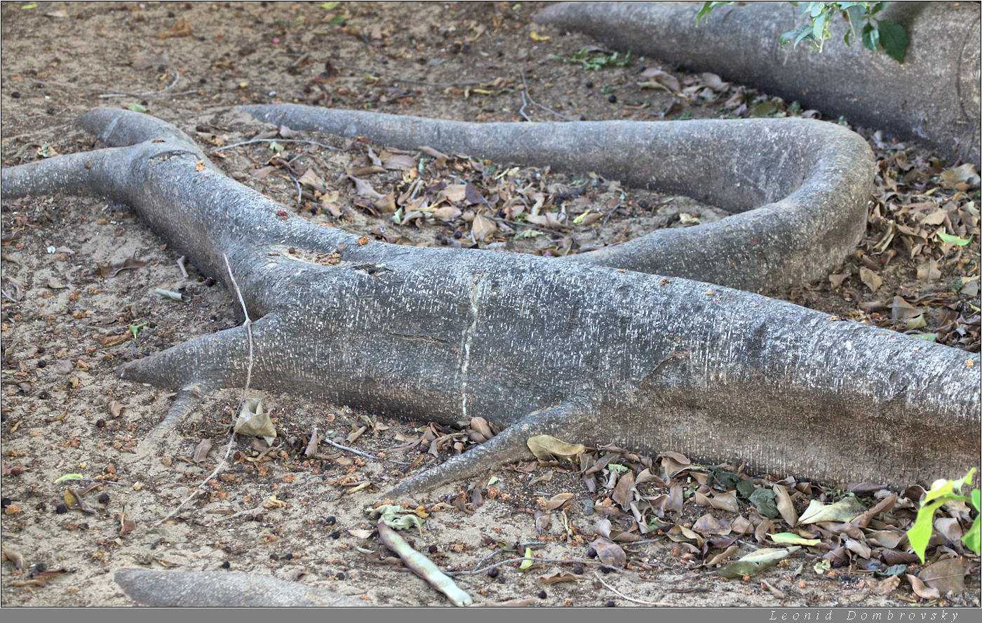 Roots of an old tree