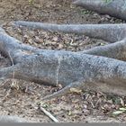 Roots of an old tree