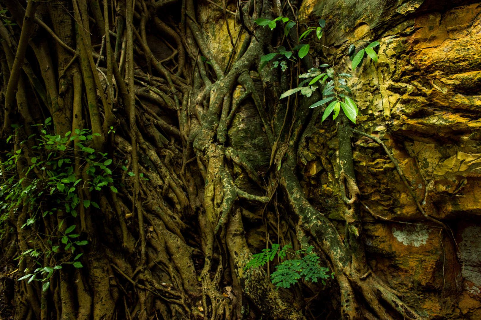 Roots of ficus trees on rocks