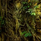 Roots of ficus trees on rocks