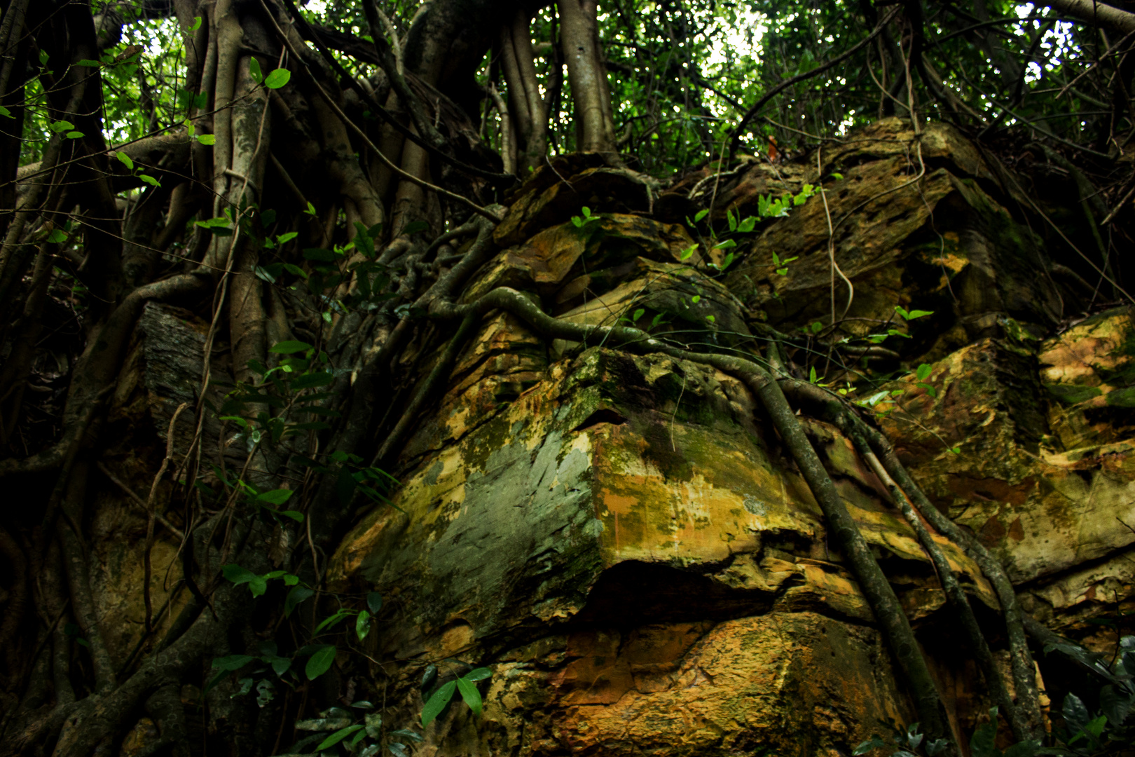 Roots of ficus trees on rocks II