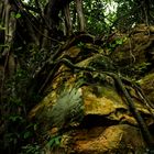 Roots of ficus trees on rocks II