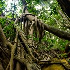 Roots of ficus trees on rocks III