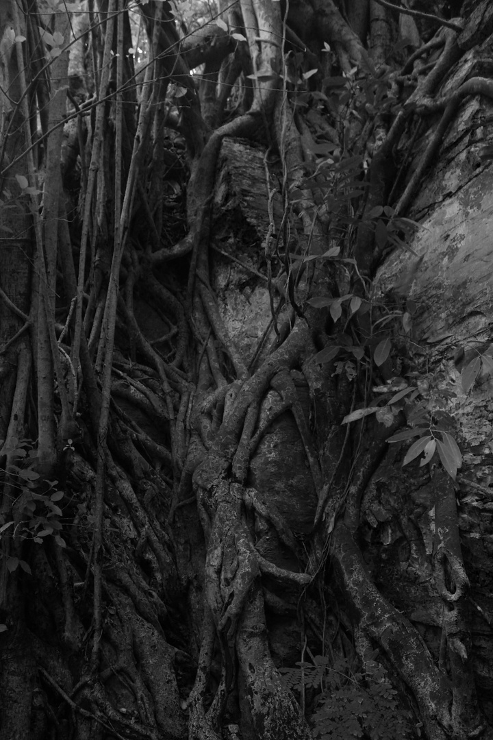 Roots of ficus trees on rocks in BW