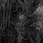 Roots of ficus trees on rocks in BW