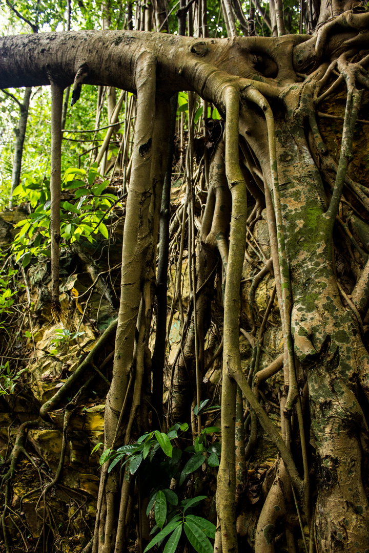 Roots of ficus trees on rocks VI