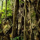 Roots of ficus trees on rocks VI