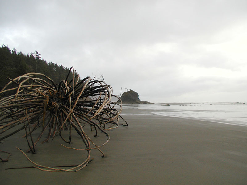 Roots of La Push